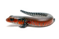 Lepidothyris fernandi fernandi Cameroon juvenil